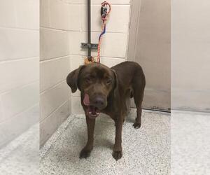 Labrador Retriever Dogs for adoption in Conroe, TX, USA