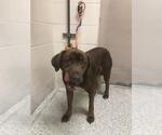 Small Labrador Retriever