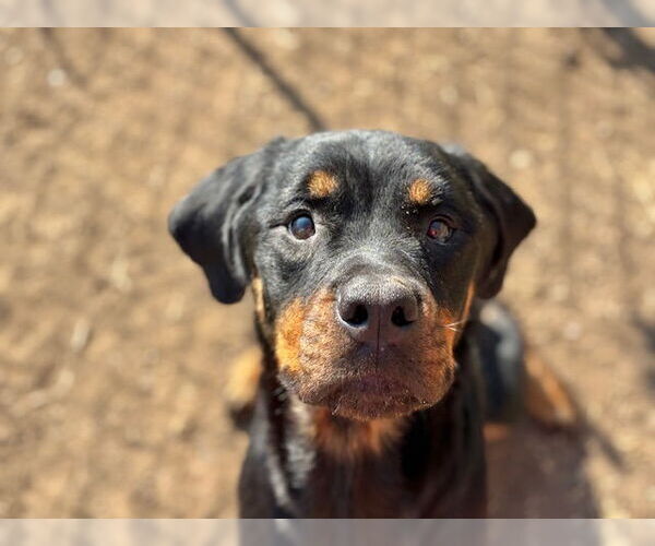 Medium Photo #1 Rottweiler-Unknown Mix Puppy For Sale in Tulsa, OK, USA