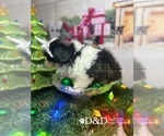 Small Photo #4 Shih Tzu Puppy For Sale in RIPLEY, MS, USA