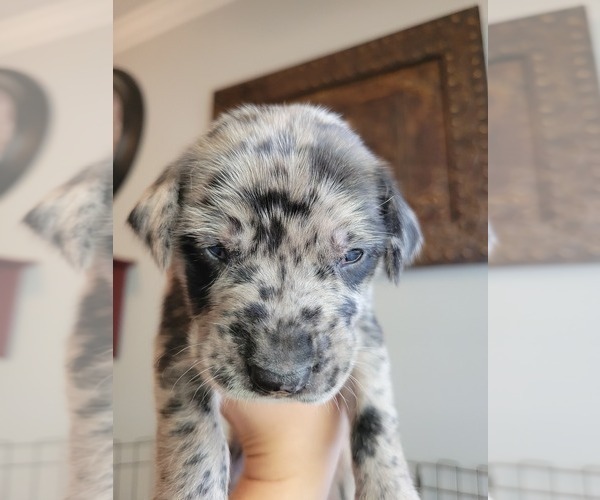 Medium Photo #4 Daniff-Neapolitan Mastiff Mix Puppy For Sale in MONTEVIEW, ID, USA