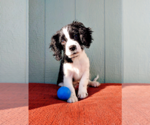 Cavapoo Puppy for sale in NINE MILE FALLS, WA, USA