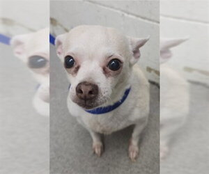 Chihuahua-Unknown Mix Dogs for adoption in San Bernardino, CA, USA