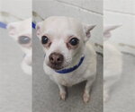 LOURDES - Female Chihuahua-Unknown Mix Dog for Adoption - Small photo
