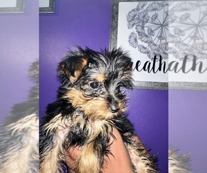 Yorkshire Terrier Puppy for sale in HYATTSVILLE, MD, USA