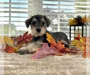 Schnauzer (Miniature) Puppy for sale in GREENFIELD, IN, USA