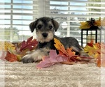 Small Schnauzer (Miniature)