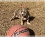 Puppy 7 American Bully