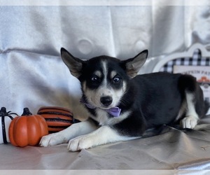 Pomsky Puppy for sale in LANCASTER, PA, USA