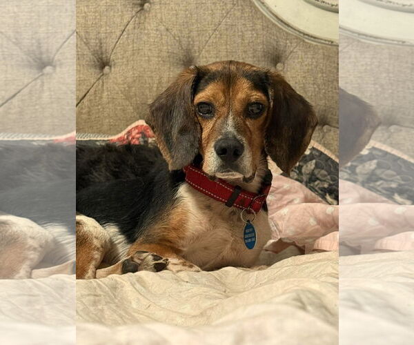 Medium Photo #4 Beagle Puppy For Sale in Arlington, VA, USA