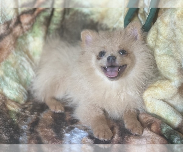 Medium Photo #3 Pomeranian Puppy For Sale in HAMDEN, CT, USA