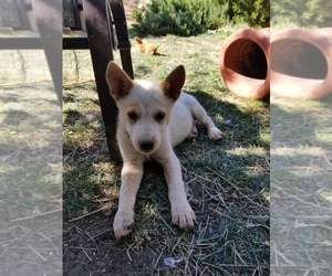 Australian Cattle Dog Puppy for sale in WILLIAMSBURG, CO, USA
