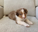Puppy Mars Australian Shepherd