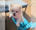 Small #1 Pomeranian
