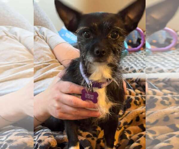 Medium Photo #1 Chihuahua-Unknown Mix Puppy For Sale in Spring Lake, NC, USA