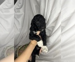 Small Photo #9 Goldendoodle Puppy For Sale in VERO BEACH, FL, USA