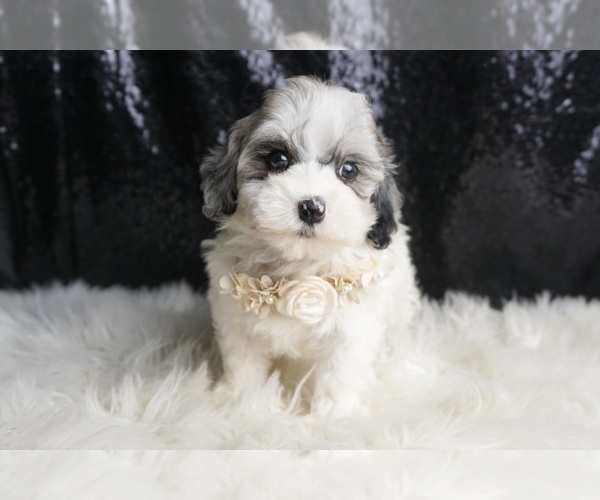 Medium Photo #141 Maltipoo Puppy For Sale in WARSAW, IN, USA