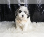 Small Photo #141 Maltipoo Puppy For Sale in WARSAW, IN, USA