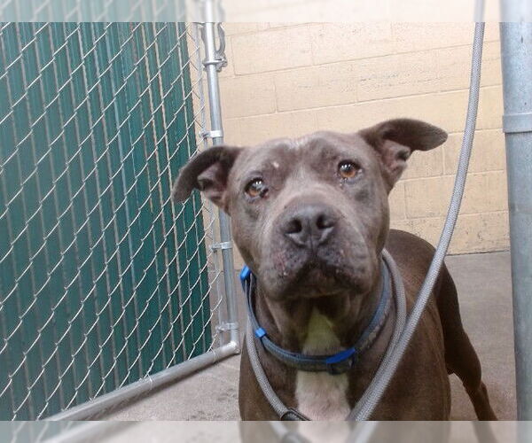 Medium Photo #1 Mutt Puppy For Sale in Downey, CA, USA