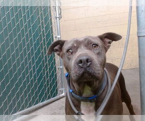 Mutt Dogs for adoption in Downey, CA, USA