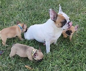 Mother of the French Bulldog puppies born on 02/02/2022