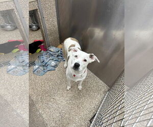 Mutt Dogs for adoption in Martinsburg, WV, USA