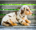 Small #10 Dachshund