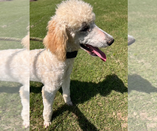 Medium Photo #1 Bernedoodle Puppy For Sale in ALLEN, TX, USA