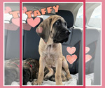 Small Photo #1 Mastiff Puppy For Sale in MIDDLETOWN, DE, USA