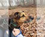 Small #4 German Shepherd Dog Mix