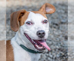 Jolene - Female Mutt Dog for Adoption - Photo #2