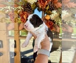 Small #11 Aussiedoodle Miniature 