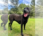 Small #13 Labrador Retriever Mix