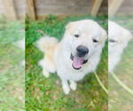 Small #4 Great Pyrenees