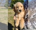 Small Photo #15 Golden Retriever Puppy For Sale in SALISBURY, NC, USA