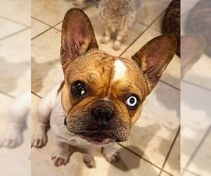 French Bulldog Dogs for adoption in Fallbrook, CA, USA