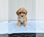 Image preview for Ad Listing. Nickname: Sweet Girl