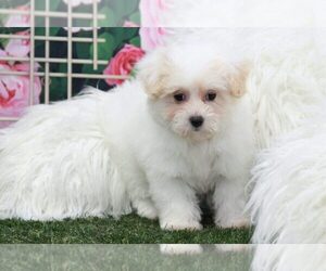 Maltipoo Puppy for sale in MARIETTA, GA, USA