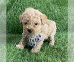 Small #9 Poodle (Toy)