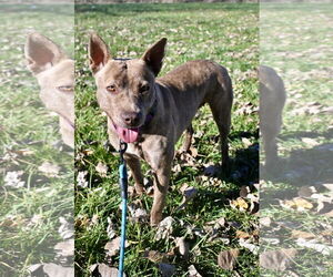 GOOSE - Female Mutt Dog for Adoption - Photo #5