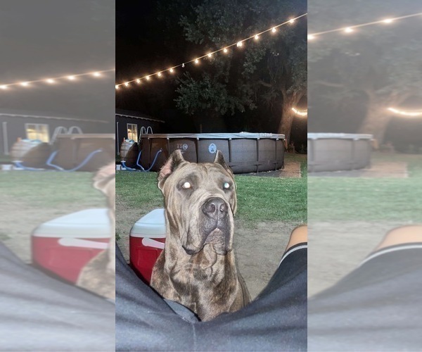 Medium Photo #1 Cane Corso Puppy For Sale in HUGHSON, CA, USA