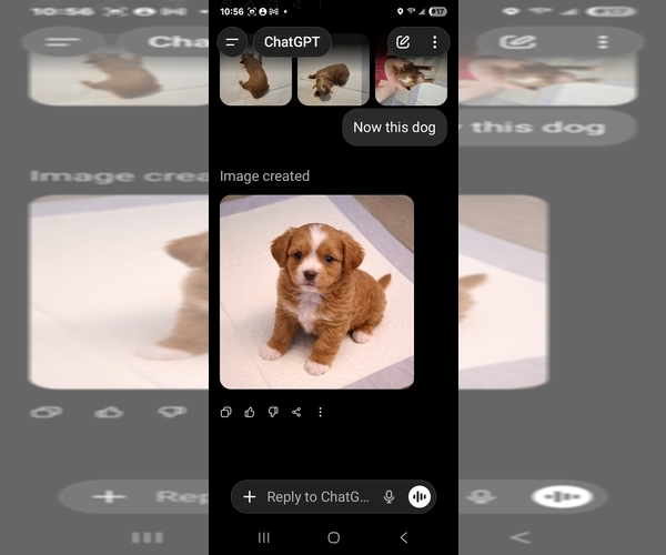 Medium Photo #5 Goldendoodle mix (+ Poodle Standard) Puppy For Sale in MILFORD, UT, USA