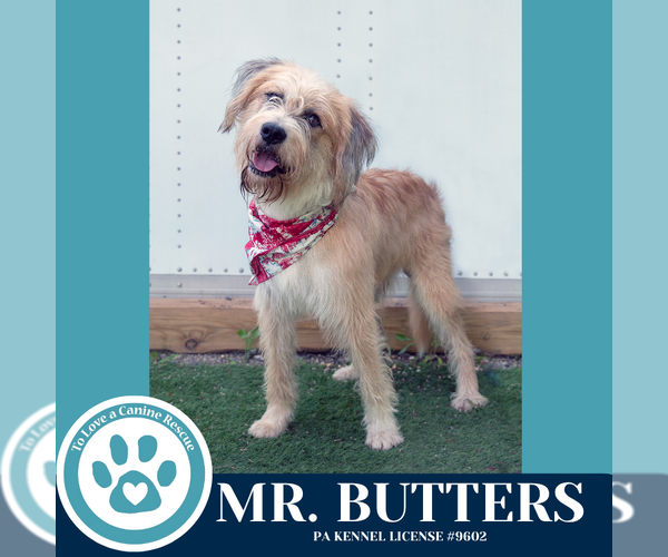 Medium Photo #5 Mutt Puppy For Sale in Kimberton, PA, USA