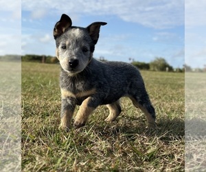 Australian Cattle Dog Puppy for sale in ZOLFO SPRINGS, FL, USA