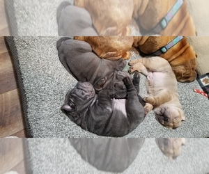 Chinese Shar-Pei Puppy for sale in WATERVILLE, WA, USA