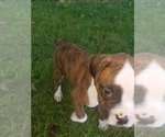 Small Photo #5 Boxer Puppy For Sale in METROPOLIS, IL, USA
