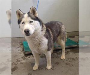 Siberian Husky Dogs for adoption in Camarillo, CA, USA