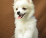 Small #3 Pomeranian