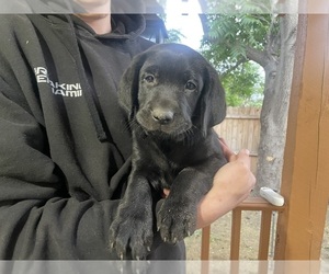 Labrador Retriever Puppy for sale in FLORENCE, CO, USA