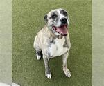 Small Anatolian Shepherd-Staffordshire Bull Terrier Mix